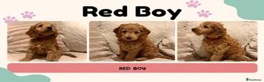 Red Boy