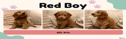 Cockapoo dogs for sale: Fox Red F2 Cockapoo Puppies - Advert 6