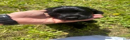 Cocker Spaniel dogs for sale: KC Registered Cocker Spaniel Puppies  - Advert 11