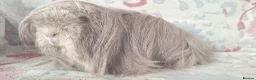 Guinea Pig rodents for sale: MEADOW SIDE CAVIES BABY GUINEA PIGS HEREFORDSHIRE  - Advert 18