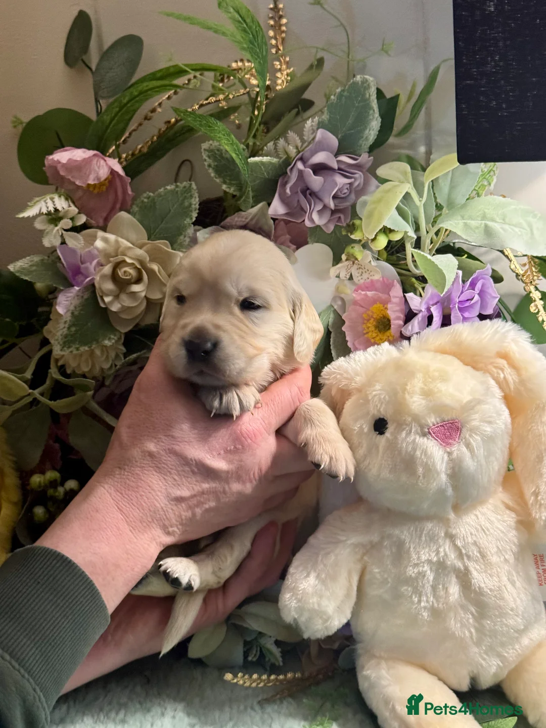 Golden Retriever dogs for sale: 9 gorgeous kc reg golden retriever puppies  - Advert 4