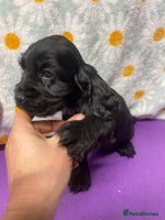 Cocker Spaniel dogs - Advert 12