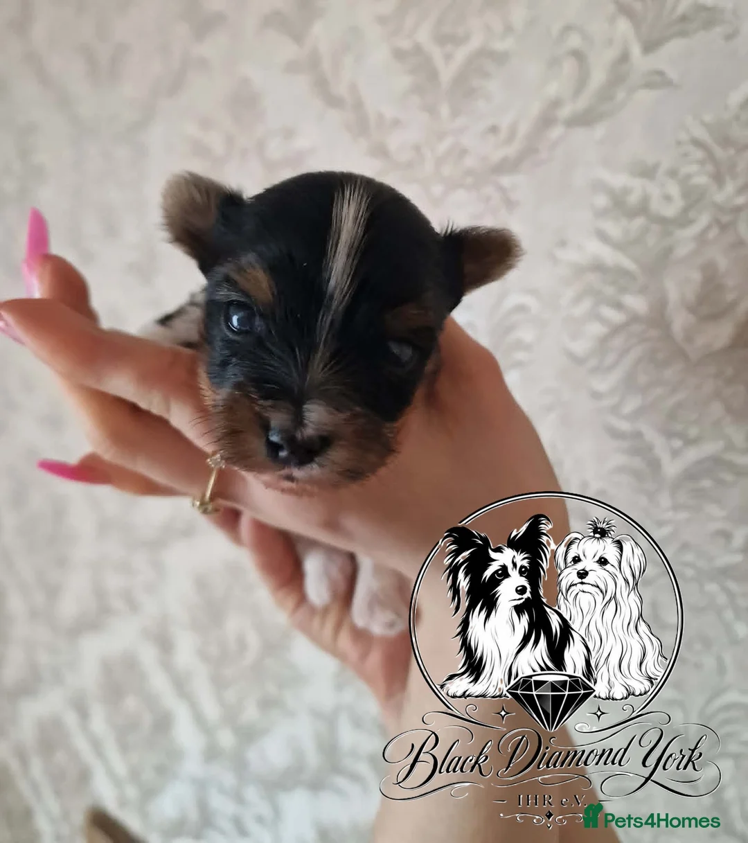 Biewer Terrier dogs for sale: Biewer boys - Advert 2