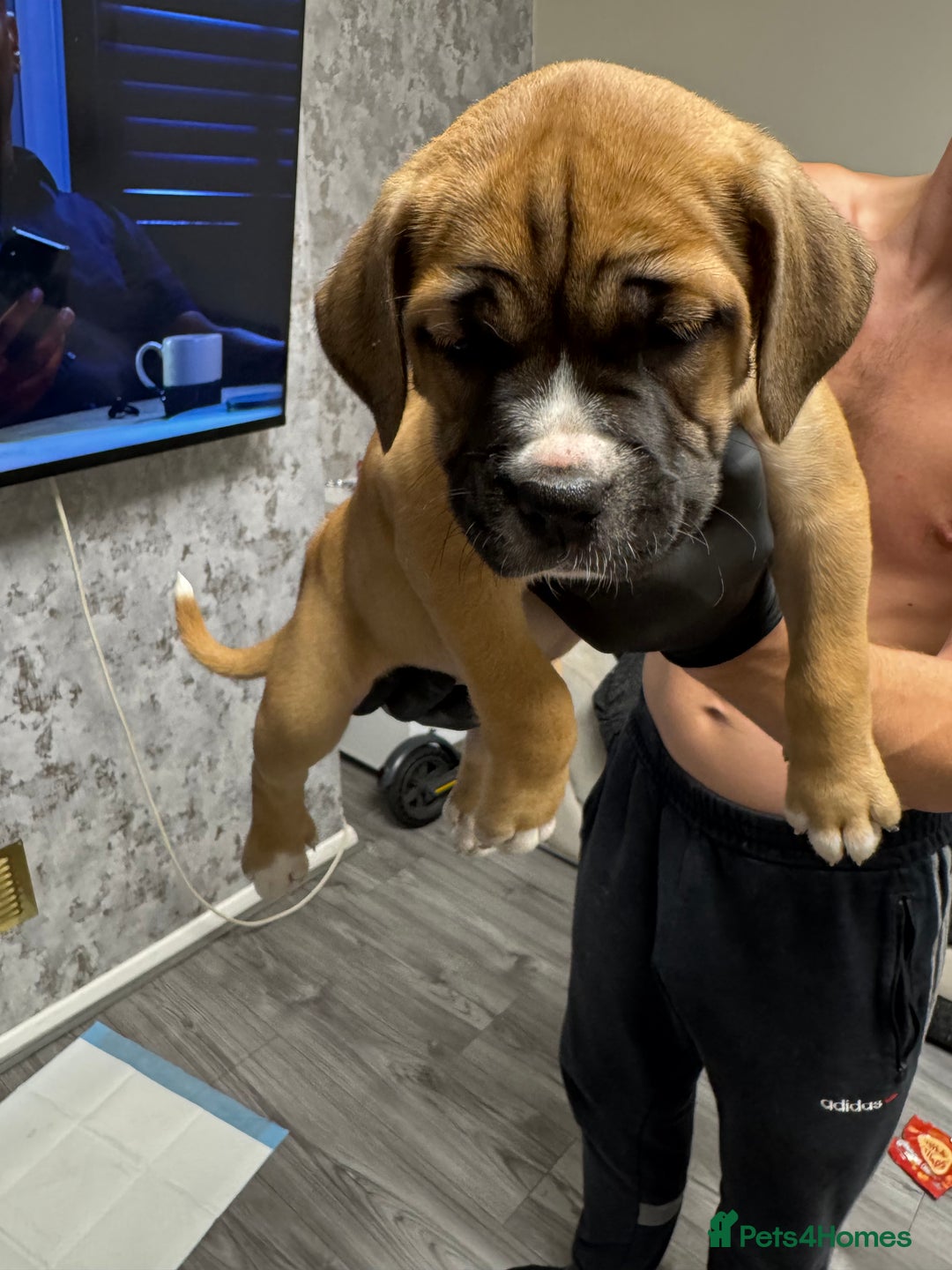 Mixed Breed dogs for sale: 7 beautiful puppies for sale - Image 4