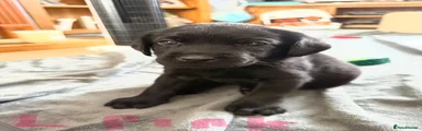 Labrador Retriever 9
