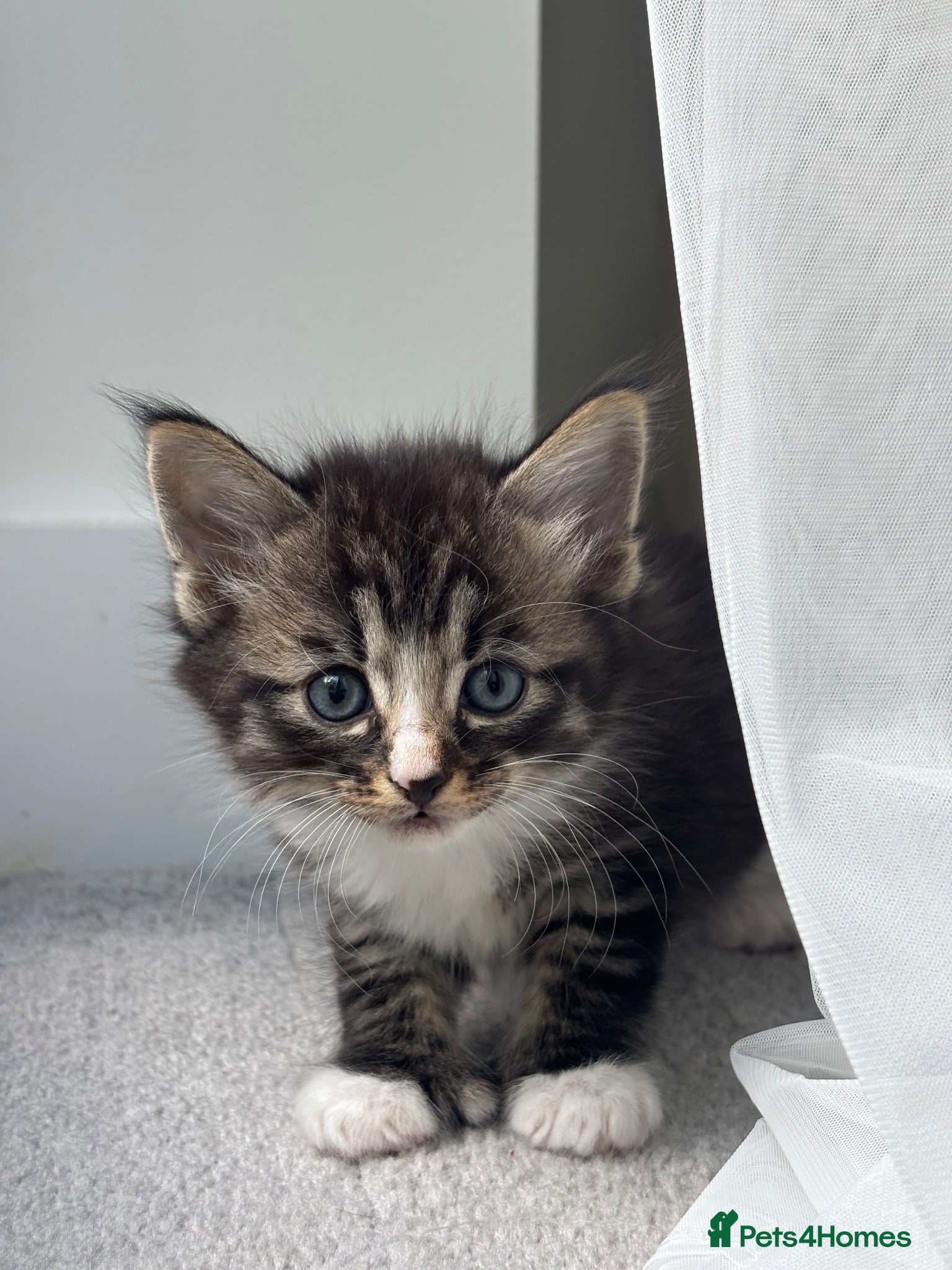 Mixed Breed cats Beautiful Kittens Looking for Their Forever Home - Advert 18