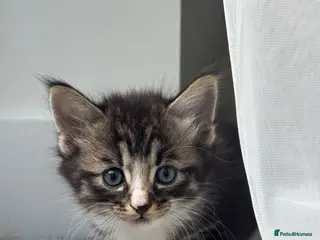 Mixed Breed cats Beautiful Kittens Looking for Their Forever Home - Advert 18