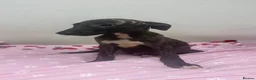 Whippet dogs for sale: WHIPPET PUPPIES  - Advert 33