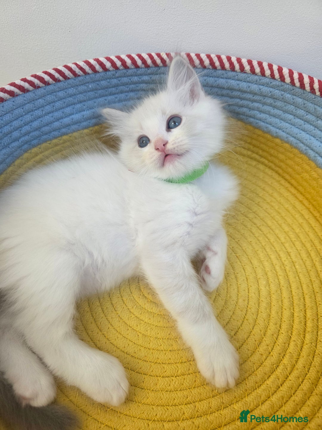 Ragdoll cats for sale: GCCF registered ragdoll kittens  - Advert 17