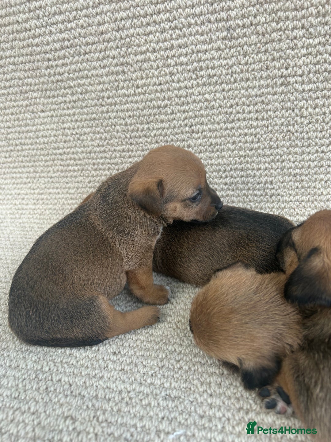 Jack Russell dogs for sale: Jack russel puppies  - Image 3