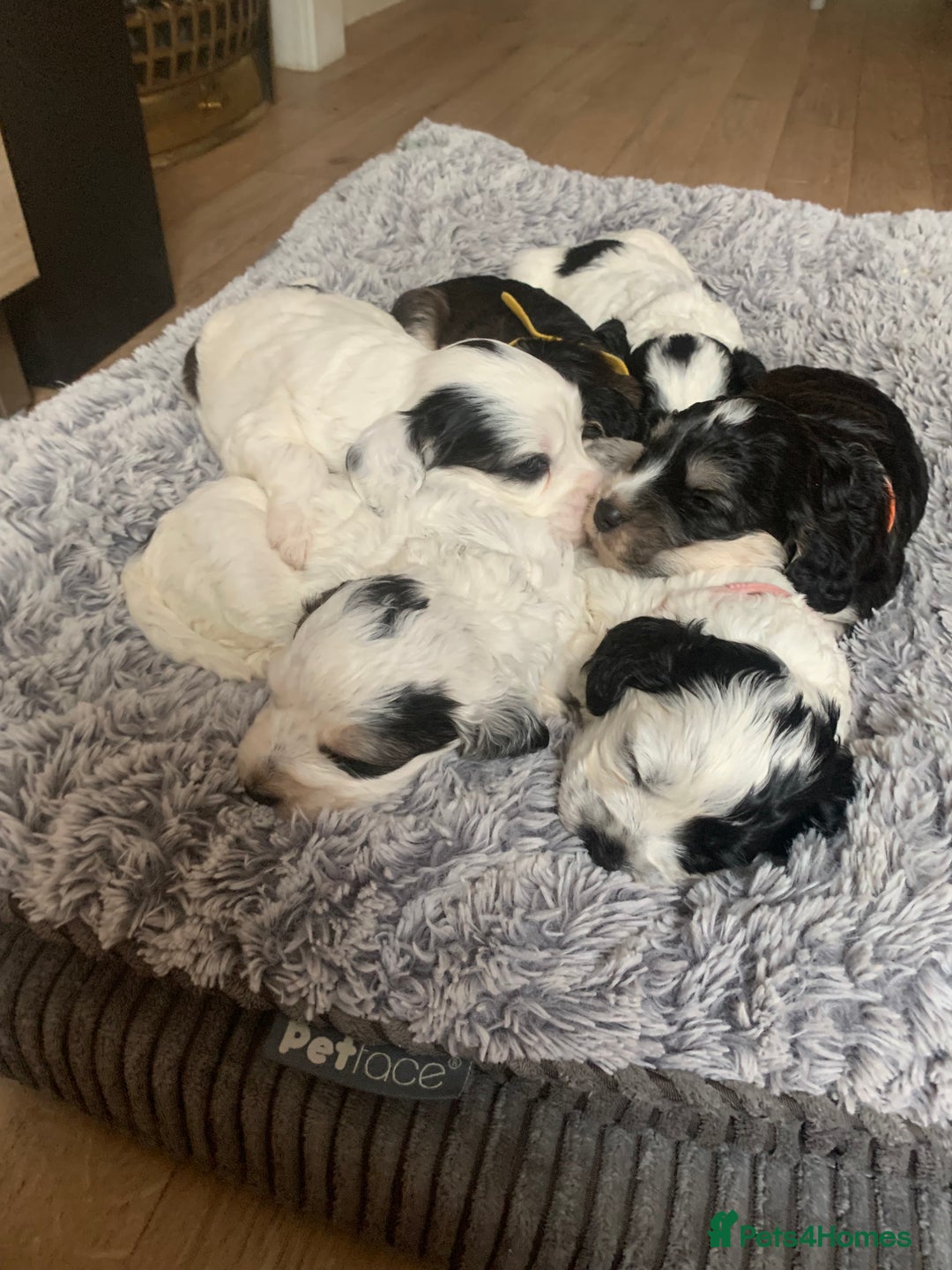 Cockapoo dogs for sale: F1 cockapoos beautiful litter 5 left* - Image 34