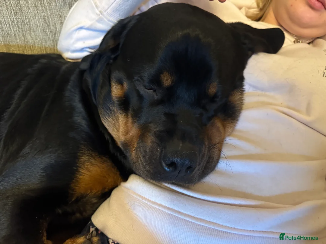 Rottweiler dogs for sale: Beautiful Rottweiler puppies for sale  - Advert 29