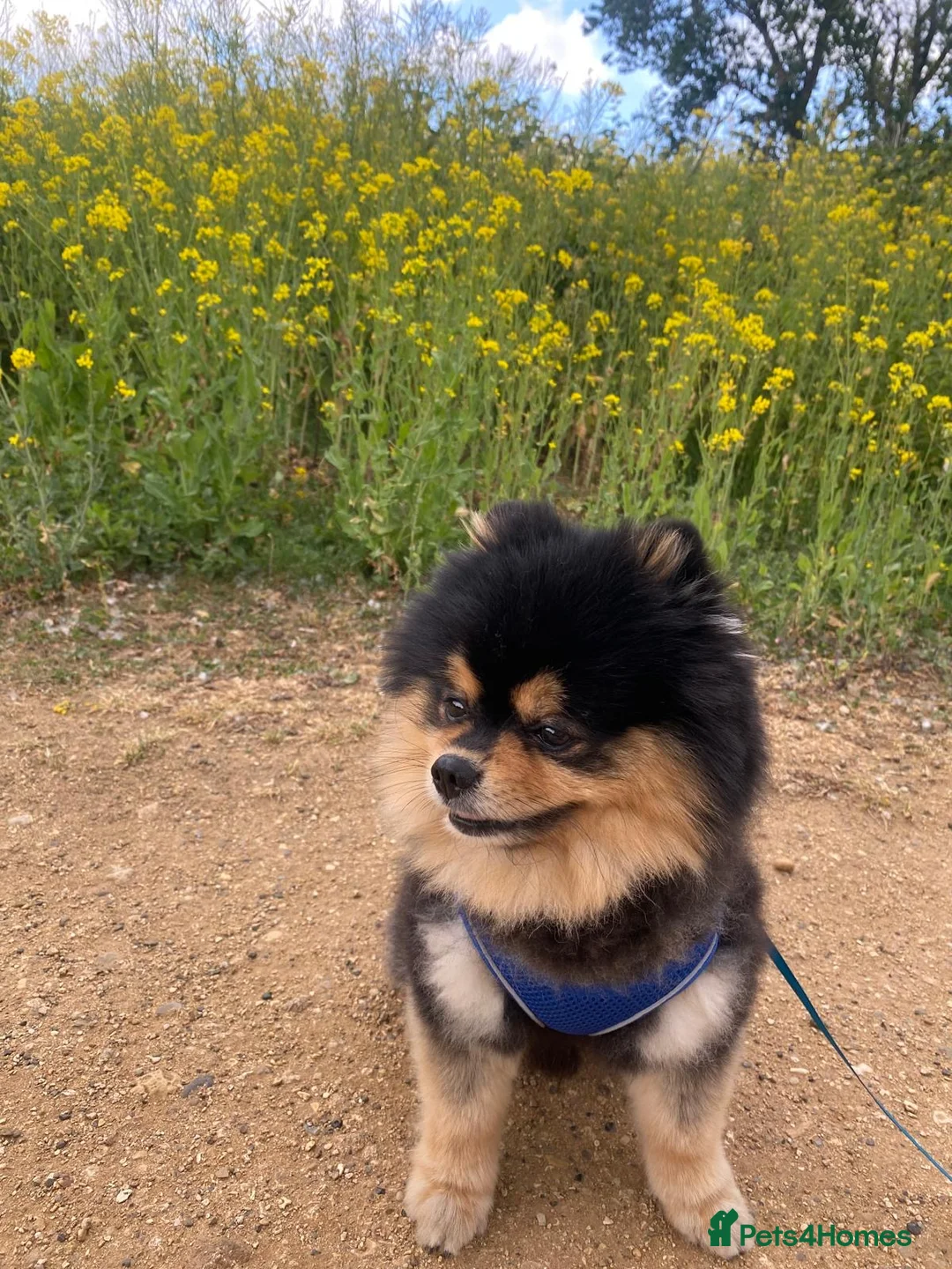 Pomeranian dogs for sale: Adorable Teddy Bear Pomeranian for Sale  in London - Advert 3