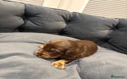 Dachshund dogs for sale: Dachshund puppies for sale  - Image 9
