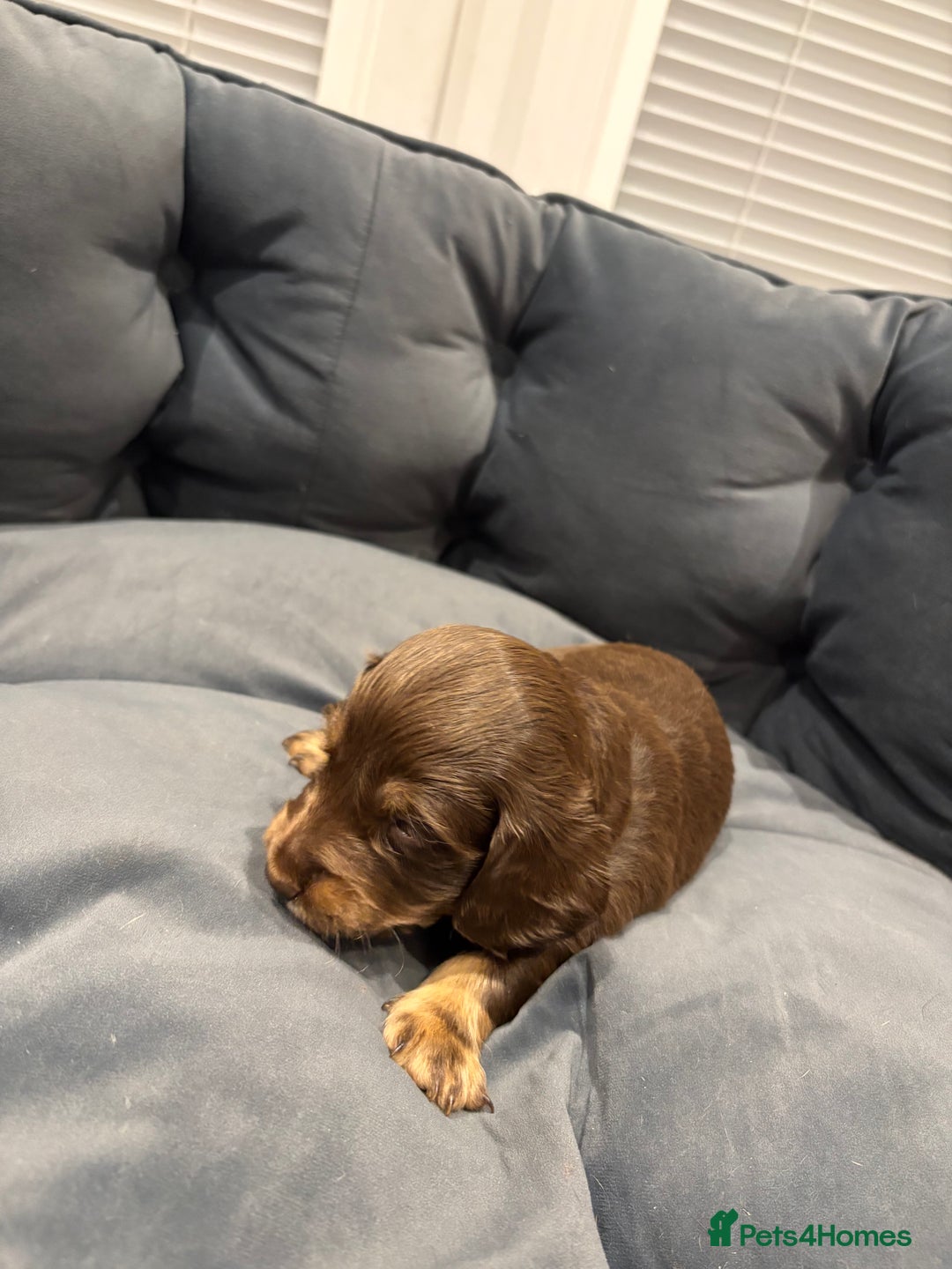 Dachshund dogs for sale: Dachshund puppies for sale  - Image 9