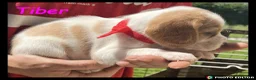 Beaglier dogs for sale: Beautiful Beaglier Bundles 🌸 - Advert 31