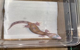 Gecko reptiles for sale: White and yellow Mack snow het eclipse  - Image 4