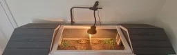 Tortoise reptiles for sale: Two Horsefield Tortoises (1 Male 1 Female) - Advert 7