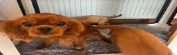 Cavalier King Charles Spaniel dogs for sale: Cavalier King Charles  - Advert 27