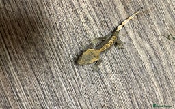 Gecko reptiles for sale: Crested Geckos Available  - Image 10