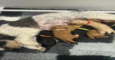 Sproodle dogs - Advert 16
