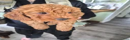 Cavapoo dogs for sale: ** Only 2 Left ** Adorable Red F1B Cavapoo puppies - Advert 15