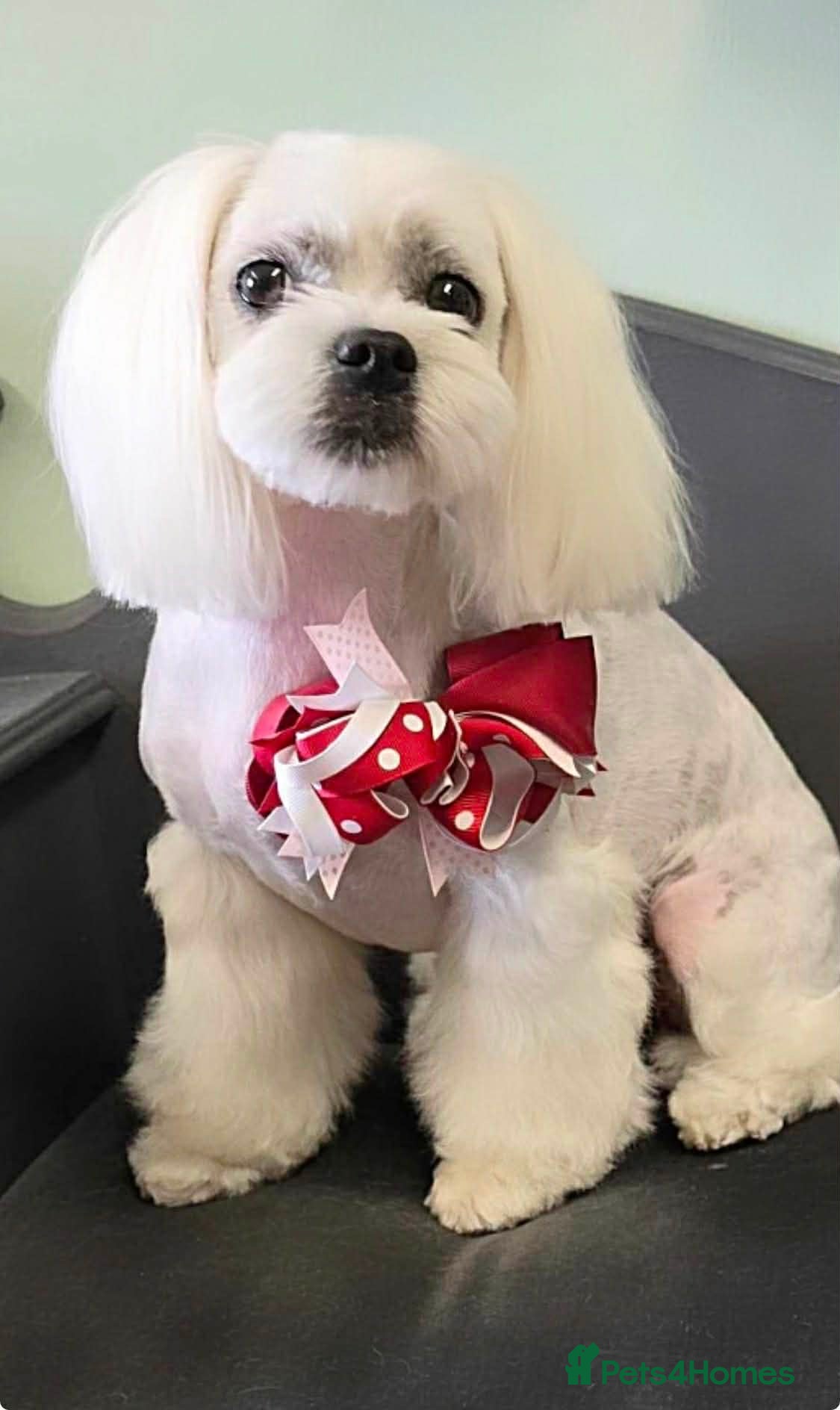 Maltese dogs Adult pedigree Maltese couple. KC registered. - Advert 1