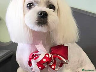 Maltese dogs Adult pedigree Maltese girl. KC registered. - Advert 3