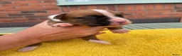 Boxer dogs for sale: Beautiful Red & White Boxer Puppies – Ready August - Advert 2