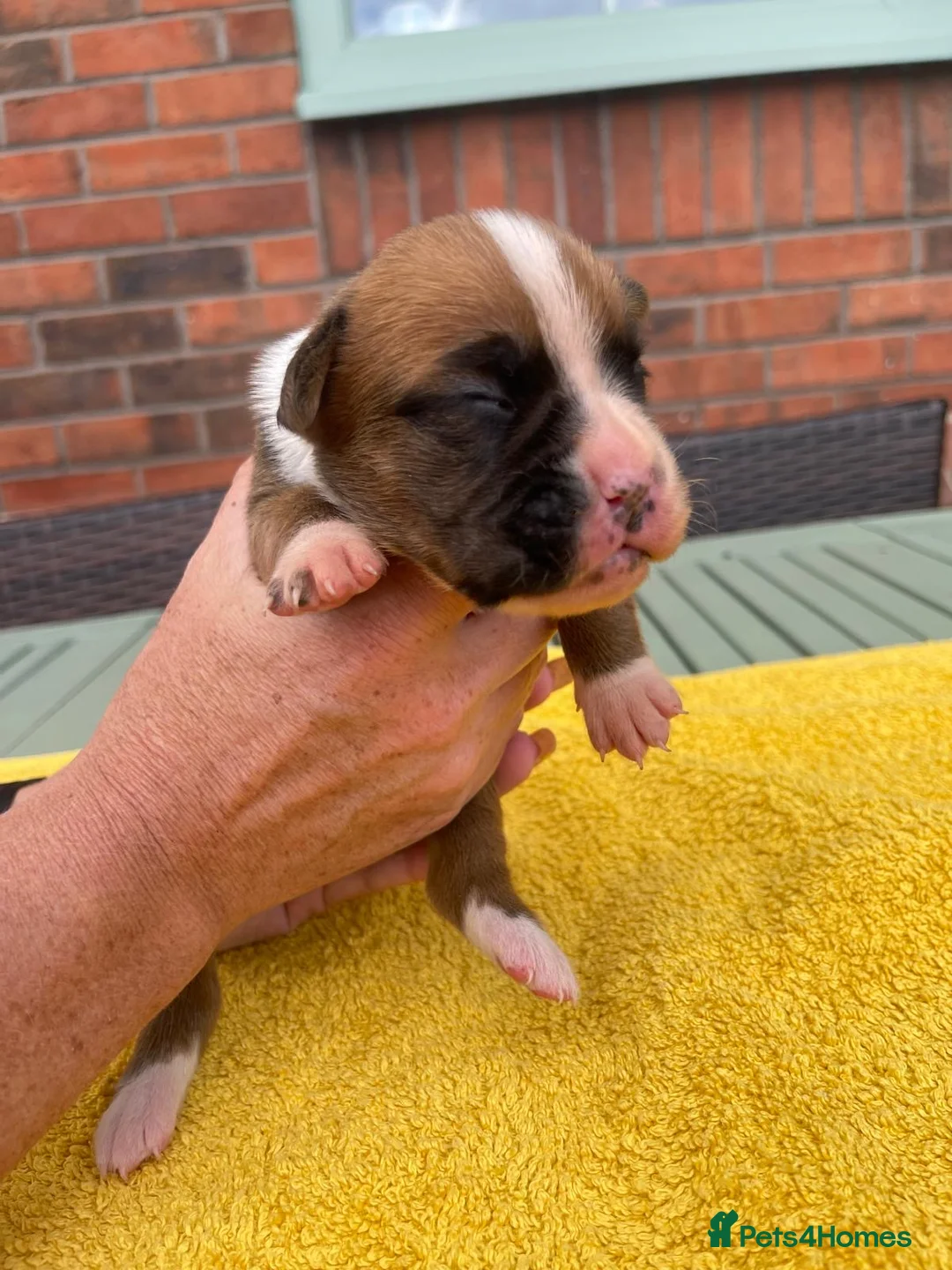 Boxer dogs for sale: Beautiful Red & White Boxer Puppies – Ready August - Advert 2