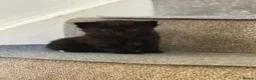 Mixed Breed cats for sale: Four Stunning Ragdoll  & Ragamuffin kittens  - Advert 3