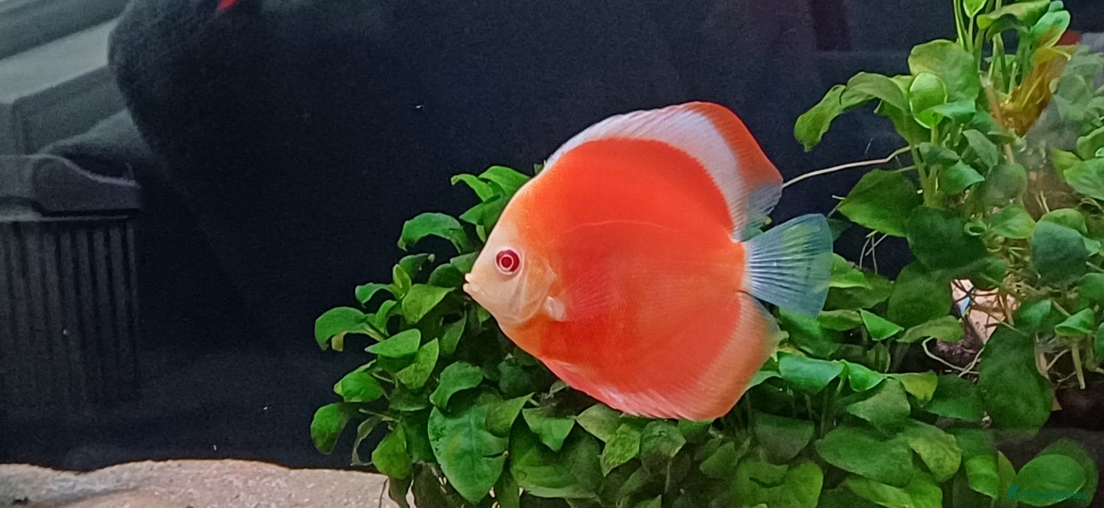 Discus fish Discuss fish - Advert 1