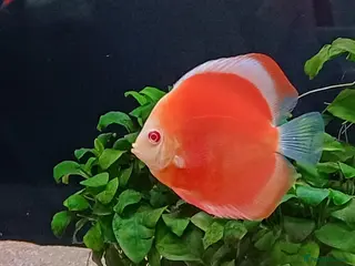 Discus fish Discuss fish - Advert 4
