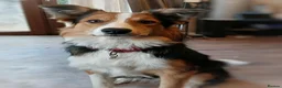 Mixed Breed dogs for sale: Border x Welsh Collie  - Advert 1
