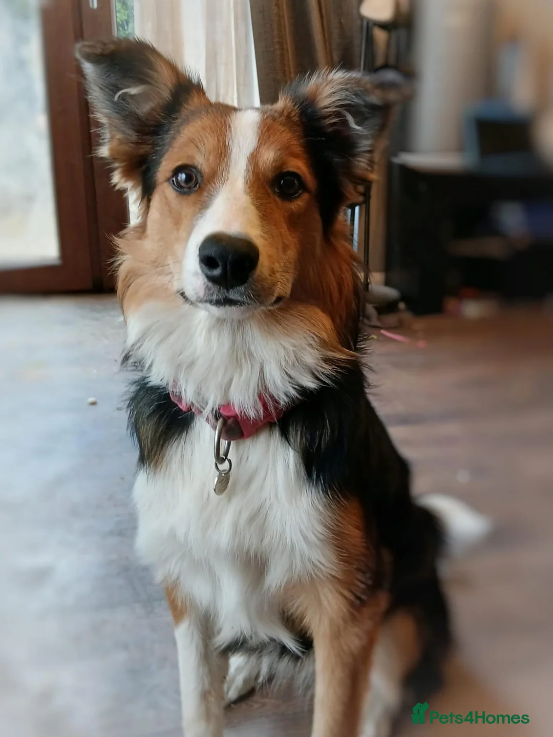 Mixed Breed dogs for sale: Border x Welsh Collie  - Advert 1