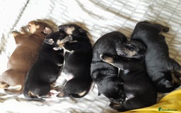 Mixed Breed dogs for sale: Dusky - Image 6