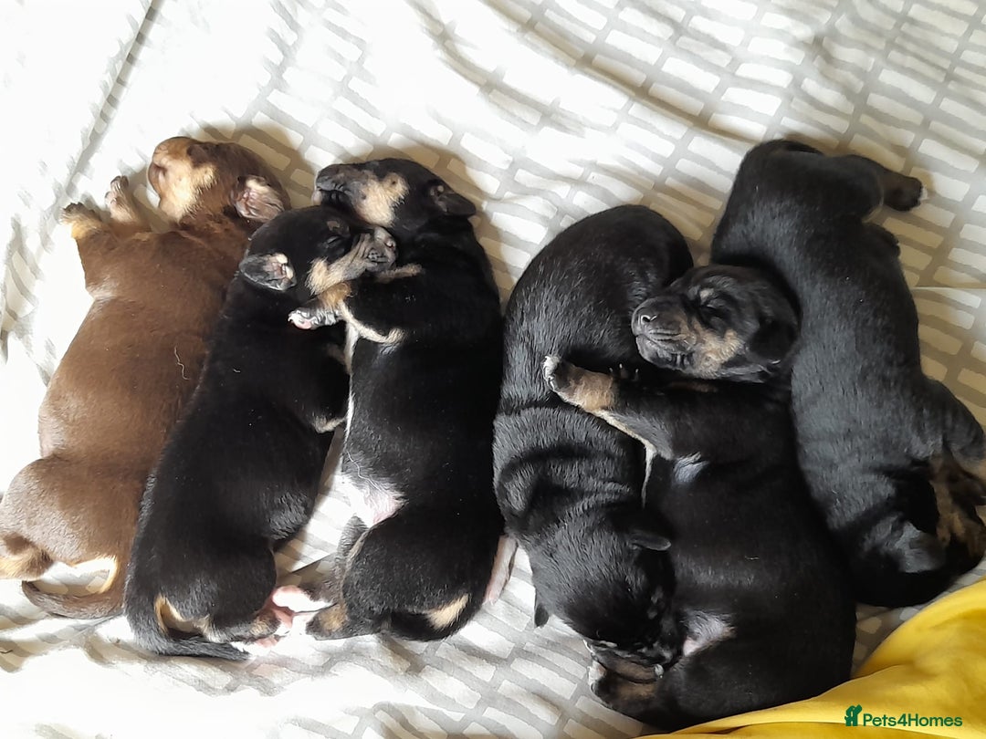 Mixed Breed dogs for sale: Dusky - Image 6