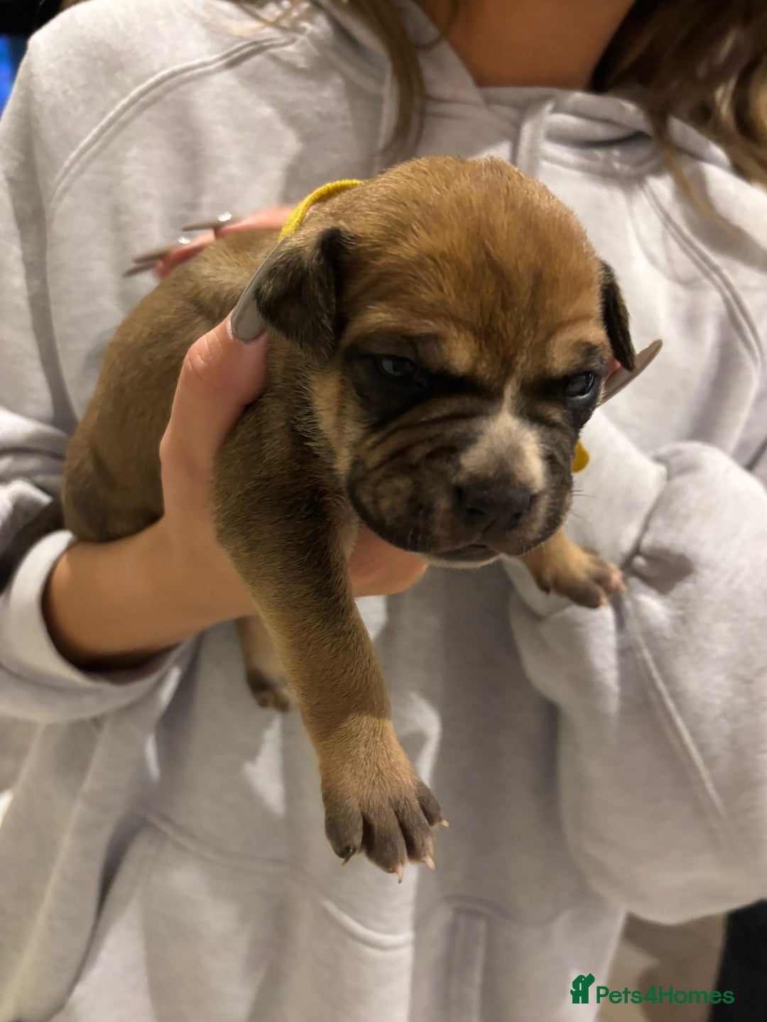 Mixed Breed dogs for sale: Baby bullmastiffs x - Advert 10