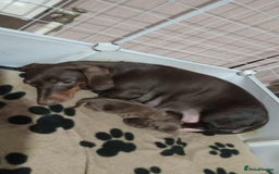 Dachshund dogs for sale: 2 Beautiful puppies - Advert 1