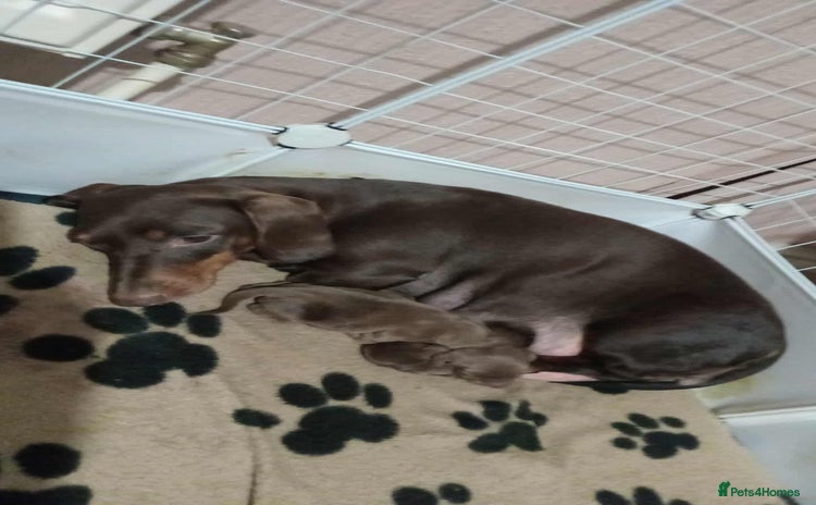 Dachshund dogs 2 Beautiful puppies - Advert 1