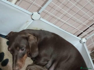 Dachshund dogs for sale: 2 Beautiful puppies - Advert 1