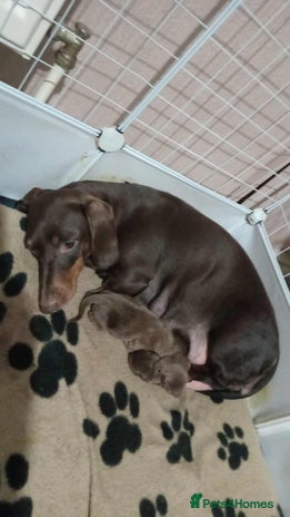 Dachshund dogs 2 Beautiful puppies - Advert 1