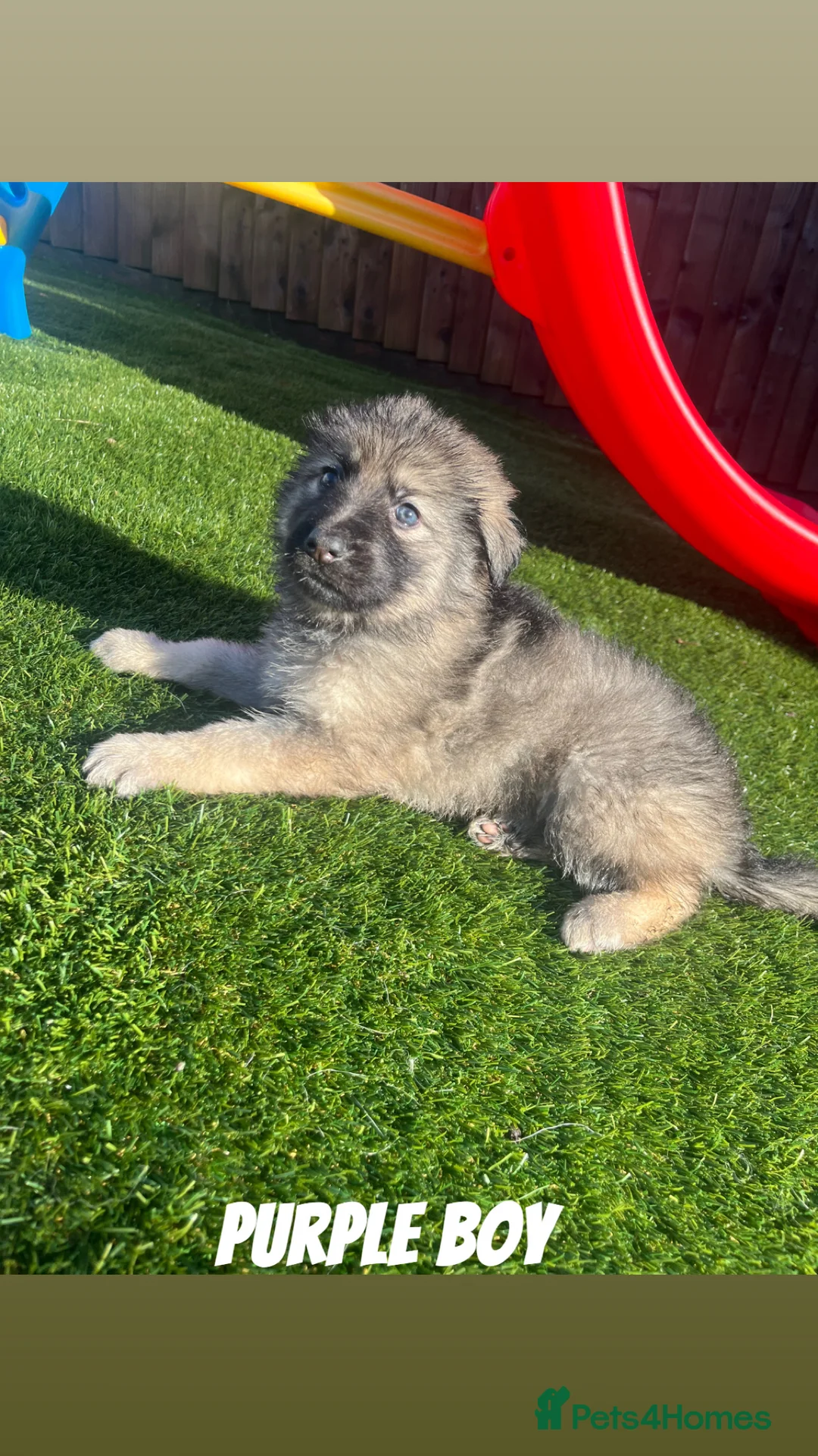 German Shepherd dogs for sale: Beautiful KC Reg Straight Back German Shepherds🐾 - Advert 2