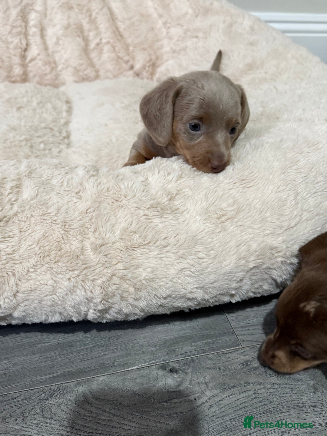 Dachshund dogs for sale: 5* DACHSHUND PUPPIES  - Advert 6