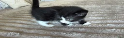 Mixed Breed cats for sale: kitten male - Advert 3