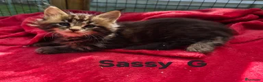 Maine Coon 6
