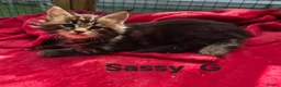 Maine Coon cats for sale: Beautiful maine coon kittens  - Advert 10