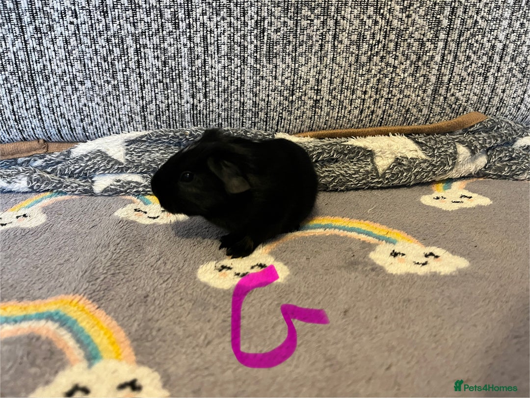 Guinea Pig rodents for sale: 🩷💙Girl and boy baby guinea pigs  - Advert 9