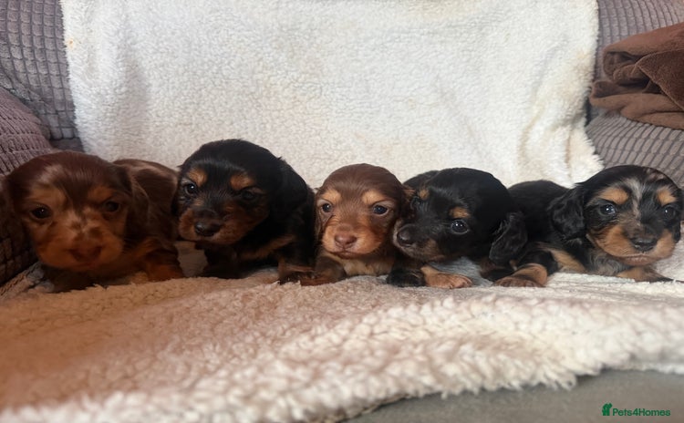 Miniature Dachshund dogs - Advert 10