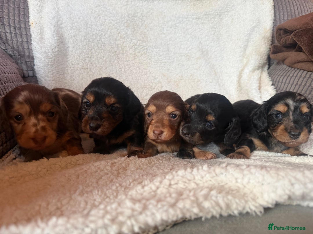 Miniature Dachshund dogs for sale: Beautiful KC silver dapple longhair miniature girl - Advert 5